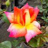 Live Black Rose Starter Plant for Indoor or Outdoor Growing, Fragrant Rose Bush with Shrub-Style Blooms