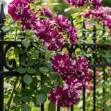 Well-Rooted Climbing Rose Live Plant, Purple Striped Hybrid Tea Rose Bush for Indoor or Outdoor Planting, 5-9 Tall, 6 Months Old