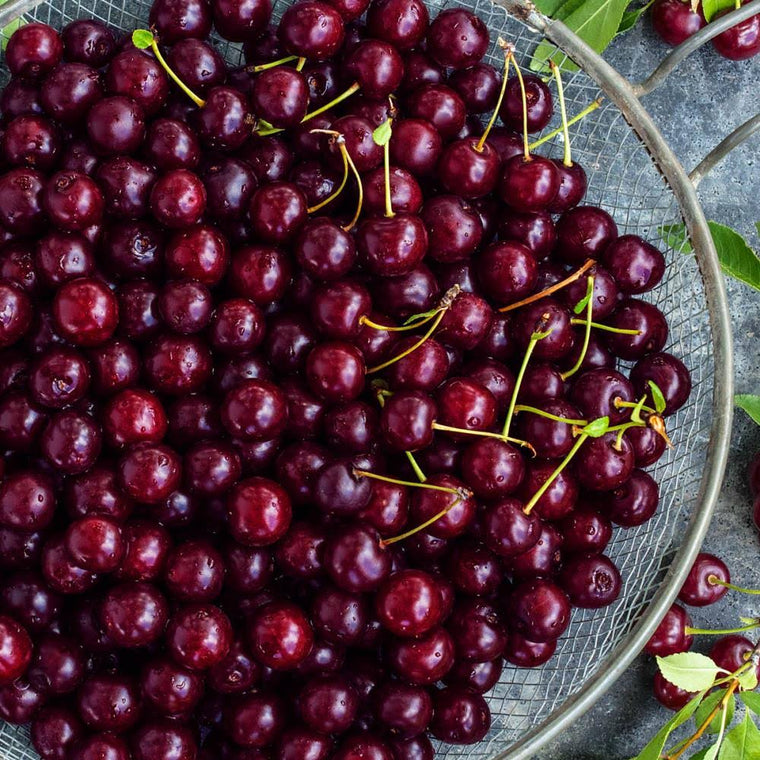 Juliet Dwarf Bush Cherry Live Fruiting Tree by Gurneys, 4 in. Pot, 1-Pack