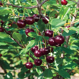 Juliet Dwarf Bush Cherry Live Fruiting Tree by Gurneys, 4 in. Pot, 1-Pack