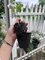 Well-Rooted Climbing Rose Live Plant, Purple Striped Hybrid Tea Rose Bush for Indoor or Outdoor Planting, 5-9 Tall, 6 Months Old