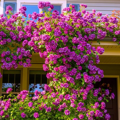 Well-Rooted Climbing Rose Live Plant, Purple Striped Hybrid Tea Rose Bush for Indoor or Outdoor Planting, 5-9 Tall, 6 Months Old