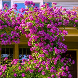 Well-Rooted Climbing Rose Live Plant, Purple Striped Hybrid Tea Rose Bush for Indoor or Outdoor Planting, 5-9 Tall, 6 Months Old