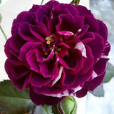 Well-Rooted Climbing Rose Live Plant, Purple Striped Hybrid Tea Rose Bush for Indoor or Outdoor Planting, 5-9 Tall, 6 Months Old