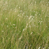 15 lbs. of Buffalo Grass Seed